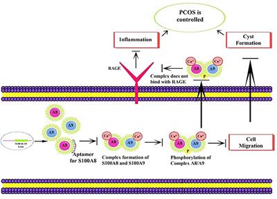 Protein Network Studies on PCOS Biomarkers With S100A8, Druggability Assessment, and RNA Aptamer Designing to Control Its Cyst Migration Effect